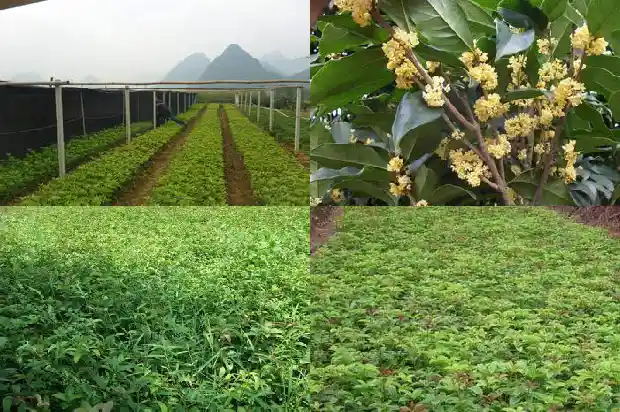 桂花树寓意是什么意思和象征1684198297667