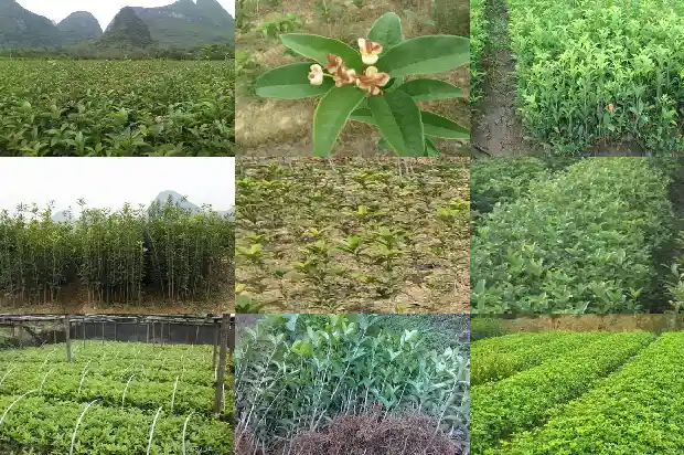桂花树寓意是什么意思和象征1684198297715