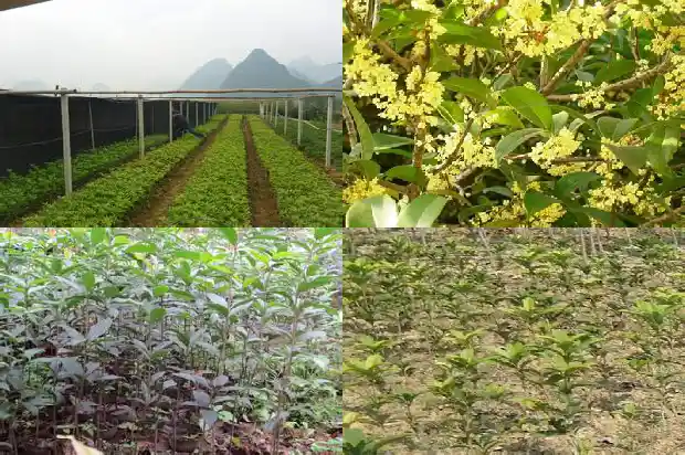 桂花一开二开什么意思1684198319794