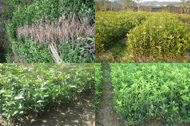 桂花一开二开什么意思1684198319841