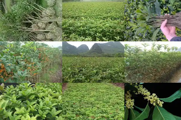 桂花树寓意着什么道理呢1684198355665