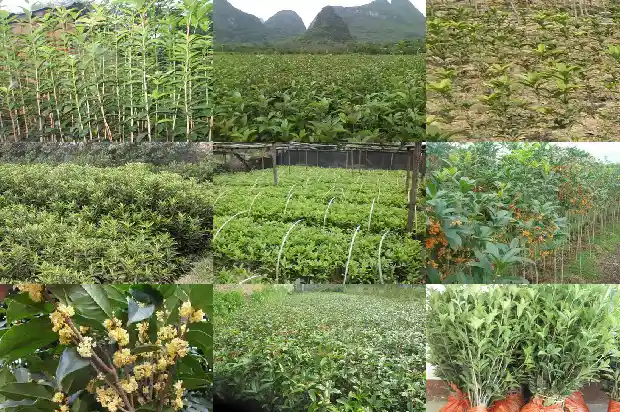 桂花树寓意着什么道理呢1684198355807