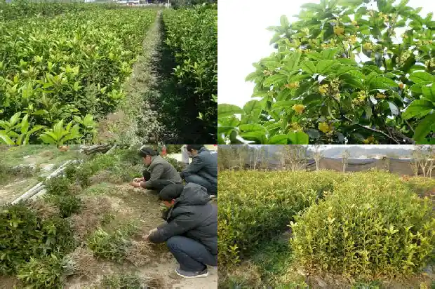 桂花树的道理1684198373253