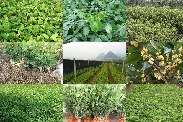 桂花树寓意着什么含义和象征1684198390170