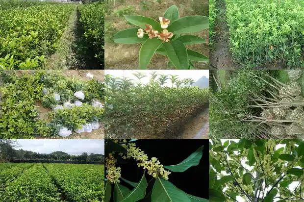 桂花丁香叶药店有卖的吗1689208620517