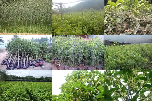 翡翠桂花树寓意着什么呢英文1684198433413