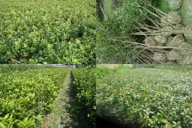 翡翠桂花树寓意着什么呢英文1684198433461