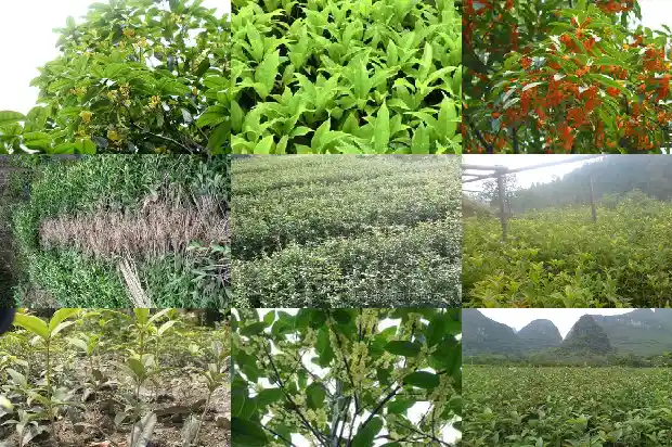 翡翠桂花树寓意着什么呢英文1684198433509