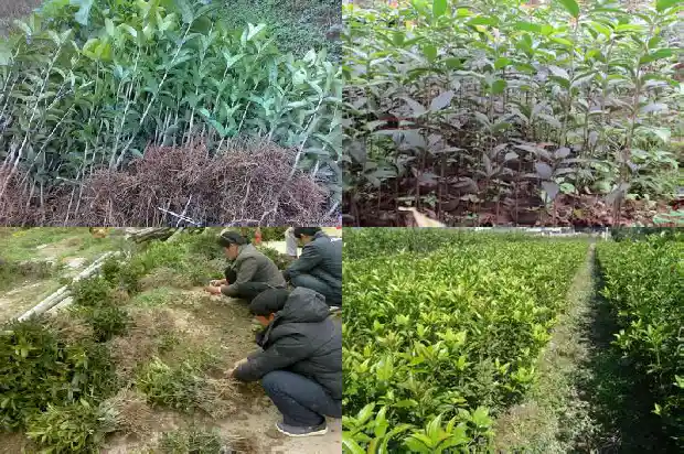 翡翠桂花树寓意着什么呢英文1684198433557