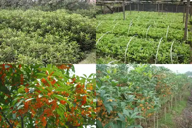 桂花树代表什么意义的花1684198476365