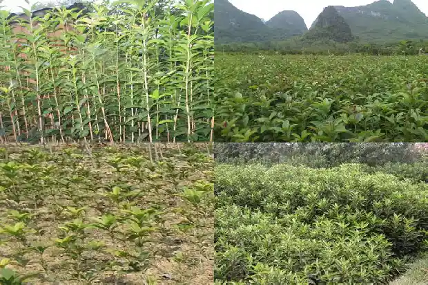 桂花树代表什么意义的花1684198476413