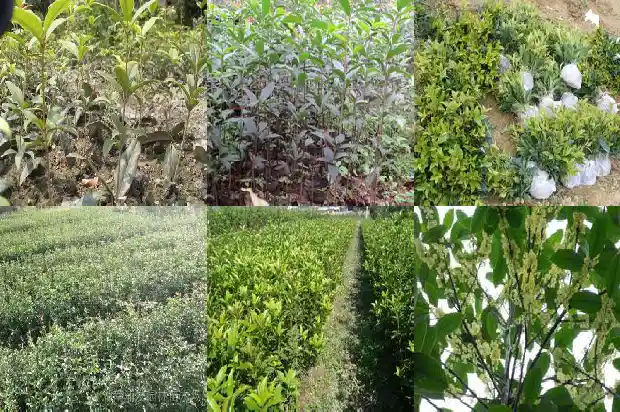 女生喝桂花乌龙茶的好处1689467372728