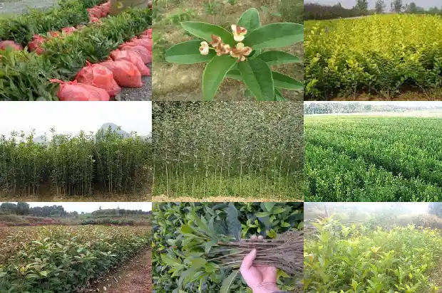 桂花树有什么寓意和象征风水1684198513698