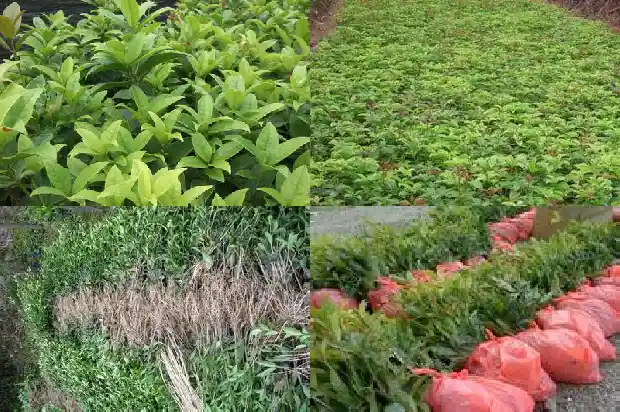 桂花树有啥寓意和象征意义1684198558827