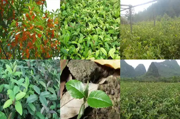 八月桂花怎么育苗的1688432266920