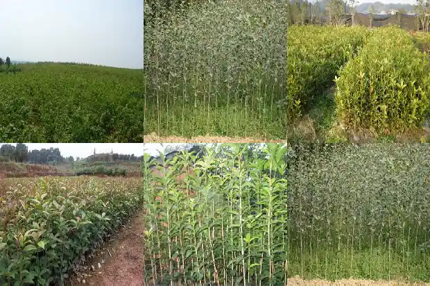 桂花树有啥寓意和象征意义1684198558970