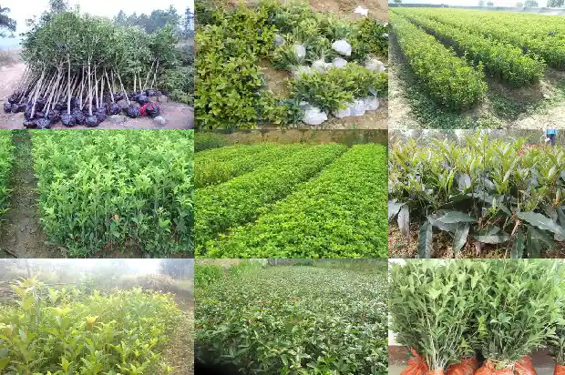 桂花树的意象是什么1684198573653