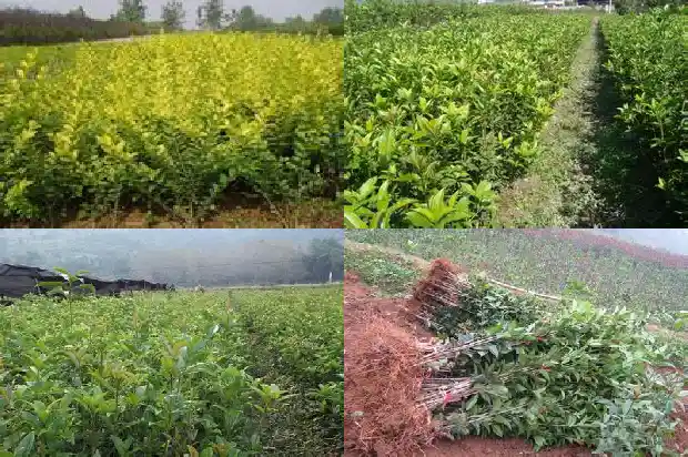 桂花树的意象和象征1684198592843