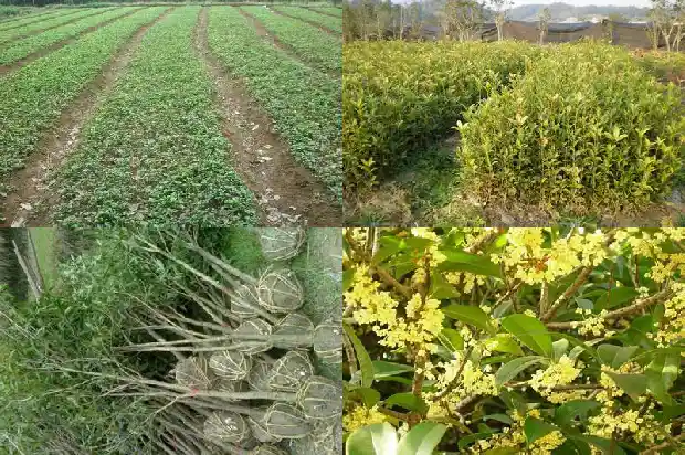 桂花树的意象和象征1684198592890