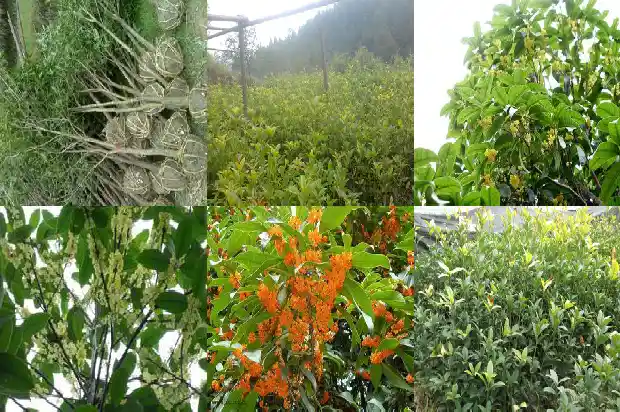 桂花树的意象和象征1684198592986