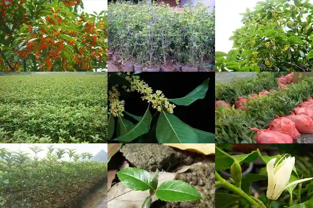 桂花树的预意1684198612018