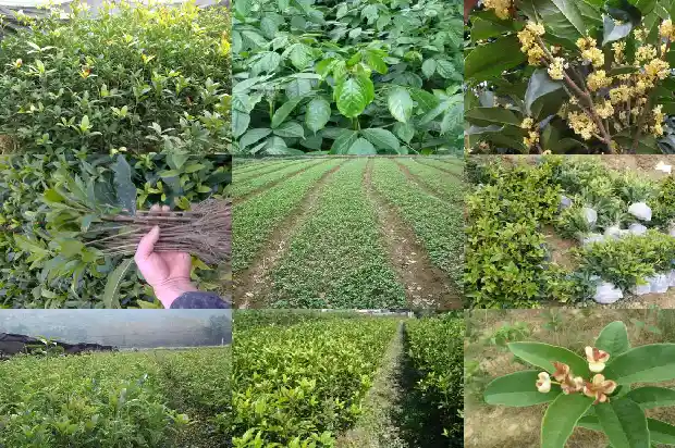 桂花树象征什么意义呢1684198629226