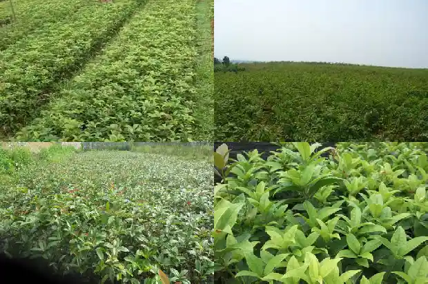 桂花树象征什么意义呢1684198629274