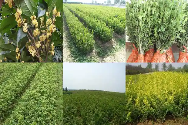 桂花树象征什么寓意好1684198686697
