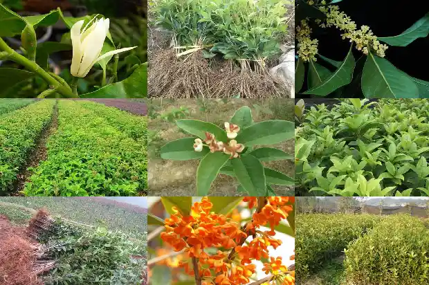 桂花树的生长速度?一年可以长多大?1690677685806