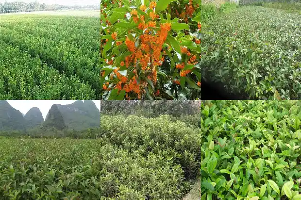 桂花树象征什么寓意风水1684198705882