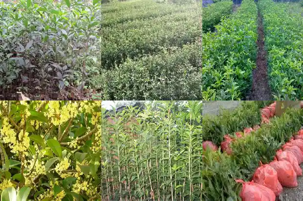 桂花的花语是什么象征1684198727136