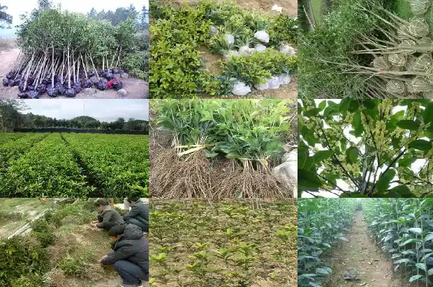 桂花的花语是什么象征1684198727184