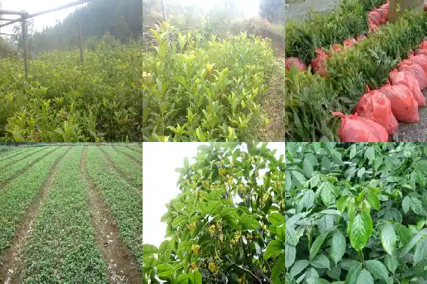 桂花的花语是什么象征1684198727230