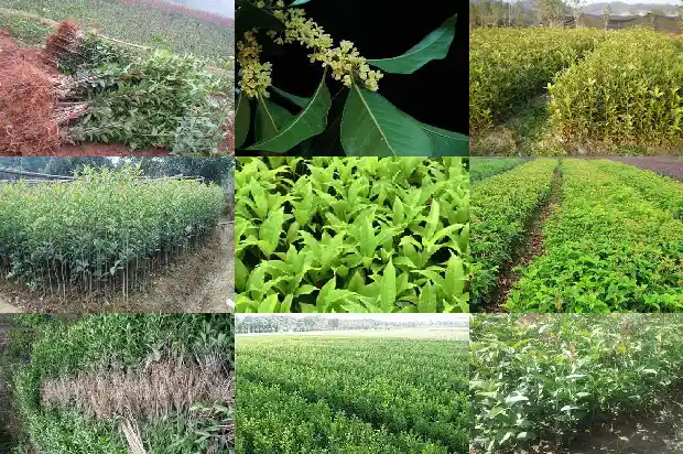 桂花的花语是什么象征1684198727277