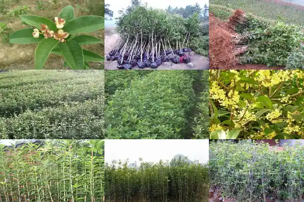 桂花的花语和象征和精神1684198748584