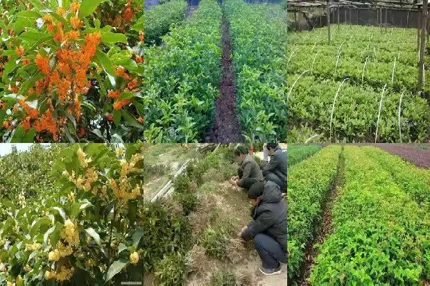 桂花的花语和象征和精神1684198748631
