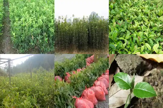 桂花的花语和象征和精神1684198748678