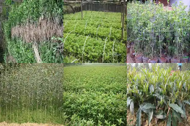 家里种桂花的寓意是什么意思1684198808841