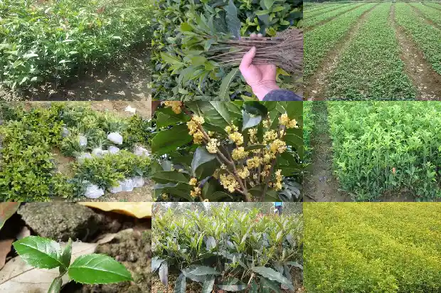 家里种桂花的寓意是什么意思1684198808888