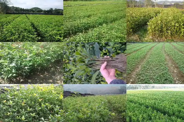 家里种桂花的寓意和象征风水1684198820430