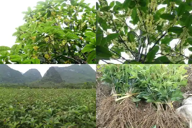 有没有收购桂花树的地方1690591372834