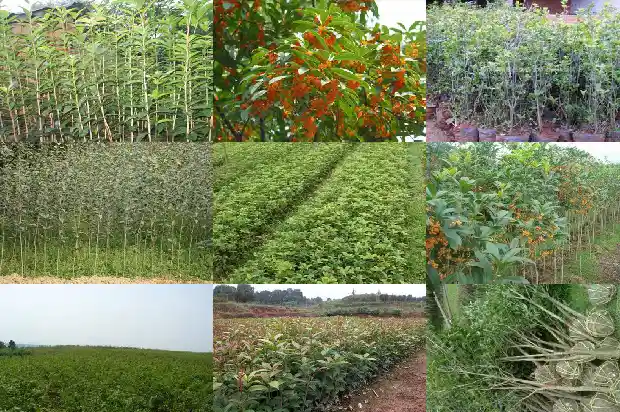 家里种桂花的寓意和象征风水1684198820525
