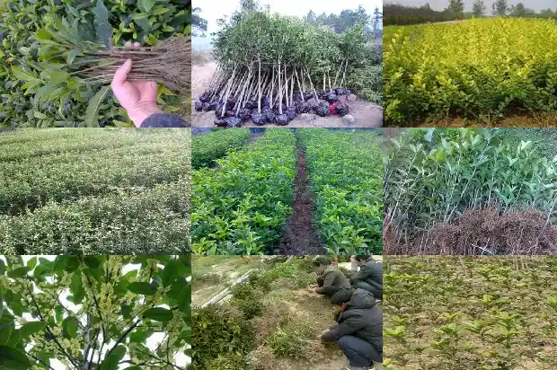 家里种桂花的寓意和象征风水1684198820573