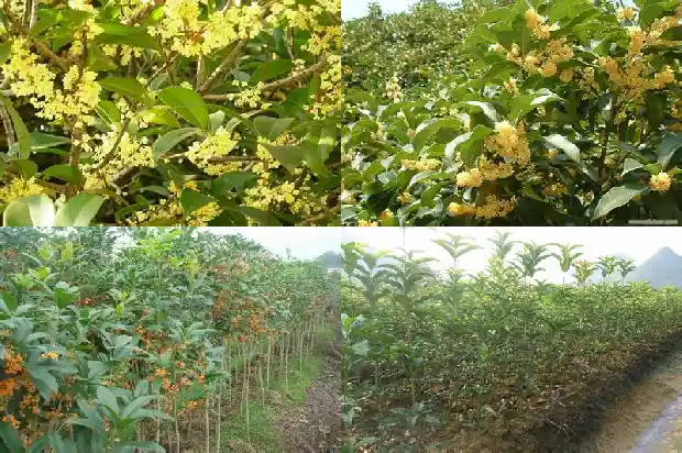 家里种桂花的寓意和象征是什么1684198828125