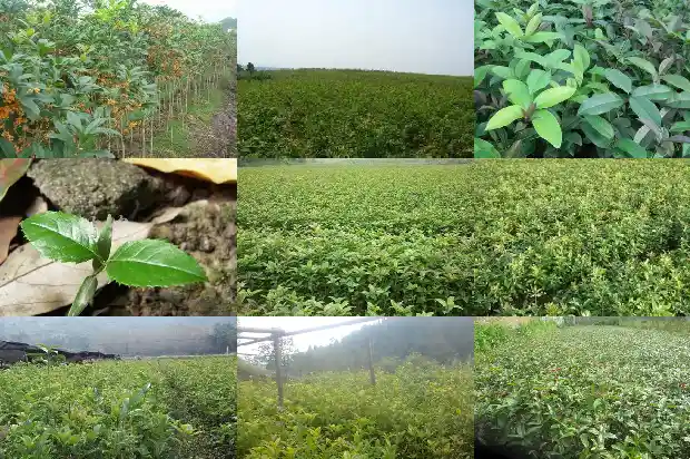 家里种桂花的寓意和风水说法1684198835730