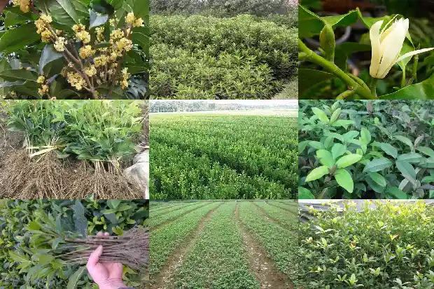 家有桂花的寓意是什么呢1684198847354