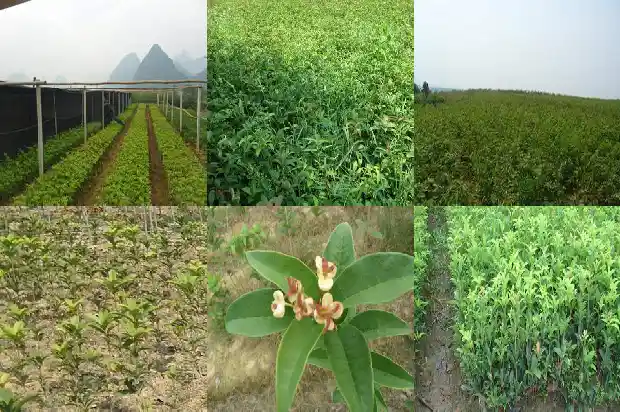 家有桂花的寓意是什么呢1684198847401
