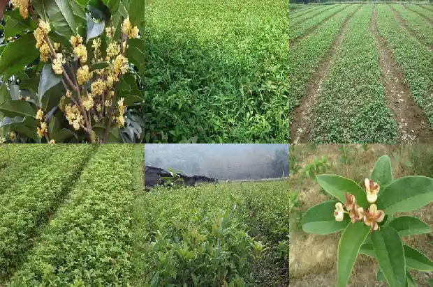 家有桂花的寓意是什么呢1684198847449