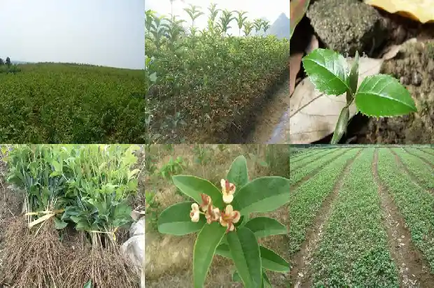 十年的桂花树砍了犯法吗1690072224539