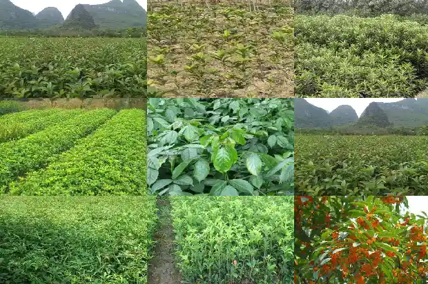 家有桂花的寓意是什么意思1684198858774